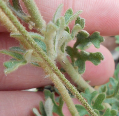 Actinotus helianthi