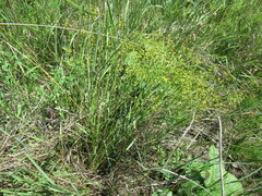 Bupleurum