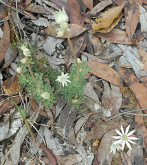 Actinotus helianthi