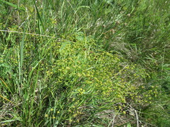 Bupleurum