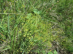 Bupleurum
