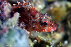 Scorpaena maderensis