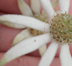 Actinotus helianthi