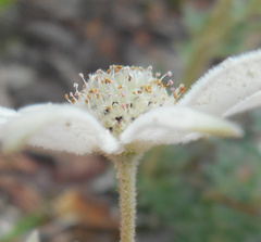 Actinotus helianthi