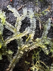 Lophocolea heterophylla