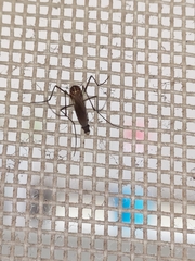 Armigeres subalbatus