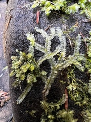 Lophocolea heterophylla