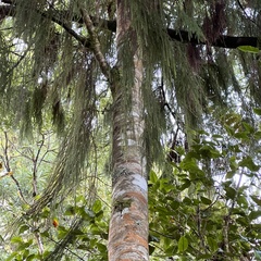 Dacrydium cupressinum