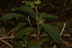Planchonella pohlmaniana