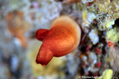 Halocynthia papillosa