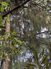 Dacrydium cupressinum