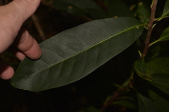 Planchonella pohlmaniana