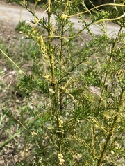 Artemisia capillaris