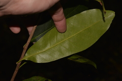 Planchonella pohlmaniana