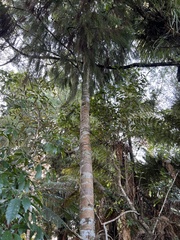 Dacrydium cupressinum