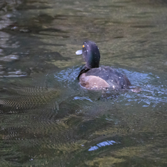 Aythya novaeseelandiae