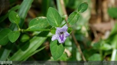 Ruellia repens