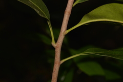 Planchonella pohlmaniana