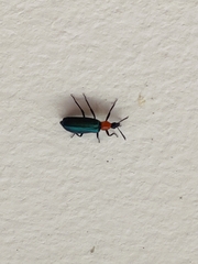 Prionocerus coeruleipennis