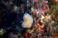 Aplidium tabarquensis