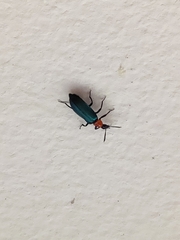 Prionocerus coeruleipennis
