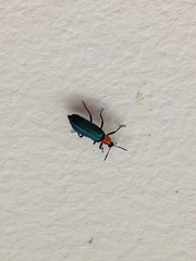 Prionocerus coeruleipennis