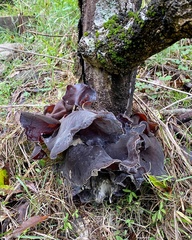 Auricularia