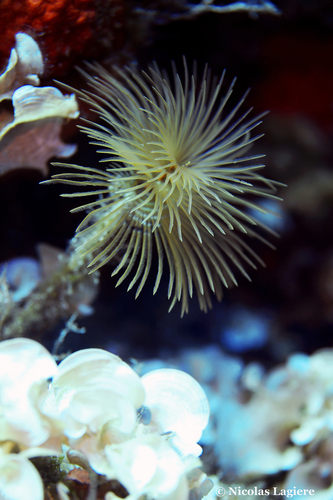Mediterranean tube worm