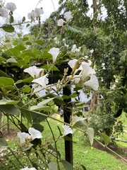 Tridynamia megalantha