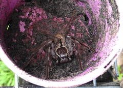Holconia immanis