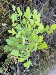 Notobubon galbanum