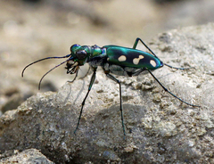 Cosmodela fleutiauxi