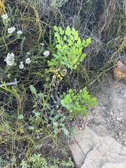 Notobubon galbanum
