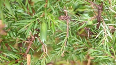 Oligotrophus juniperinus