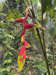 Heliconia rostrata