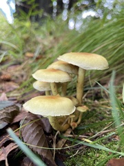 Agaricales