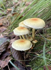Agaricales
