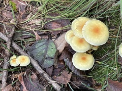 Agaricales