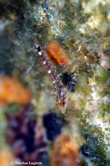 Tripterygion delaisi