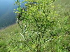 Bupleurum scorzonerifolium