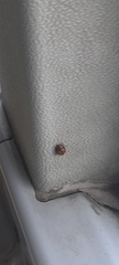 Subcoccinella vigintiquatuorpunctata