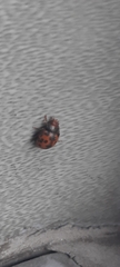 Subcoccinella vigintiquatuorpunctata