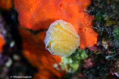 Aplidium tabarquensis