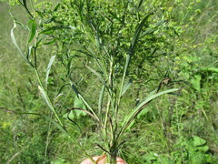 Bupleurum scorzonerifolium