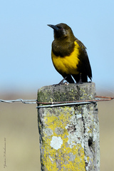 Pseudoleistes virescens