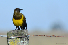 Pseudoleistes virescens