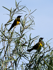Pseudoleistes virescens