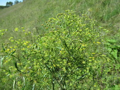 Bupleurum scorzonerifolium