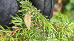 Oligotrophus panteli