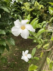 Mandevilla sanderi